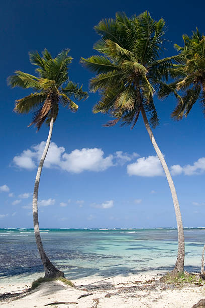 istock beach in the Dominican republic 106511582