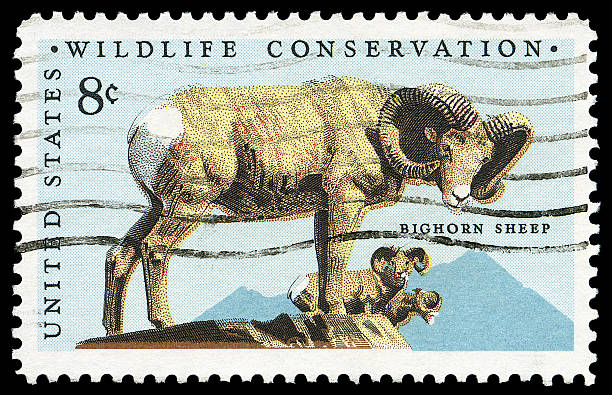 istock Bighorn Sheep Wildlife Conservation Stamp 106511587