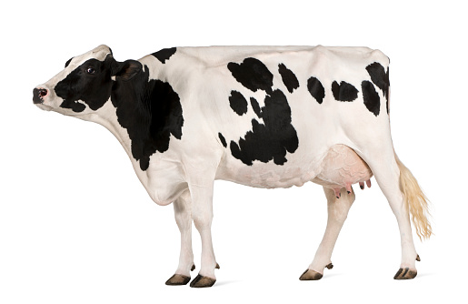 Perfil de Holstein vaca, 5 años de edad, de pie. photo