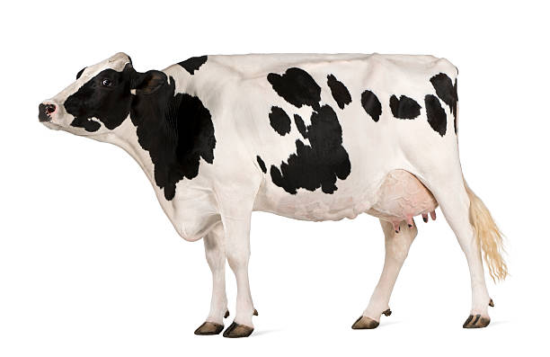 istock Profile of Holstein cow in a showmanship pose 106511646