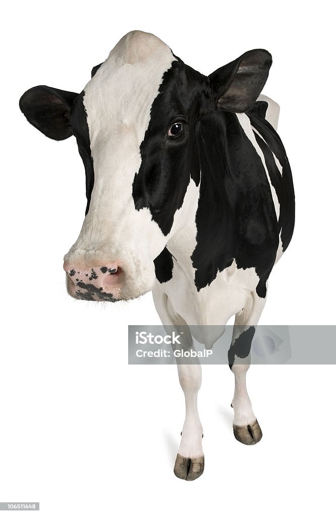 Vue de face de Vache frisonne, 5 ans, debout. - Photo de Bovin domestique libre de droits