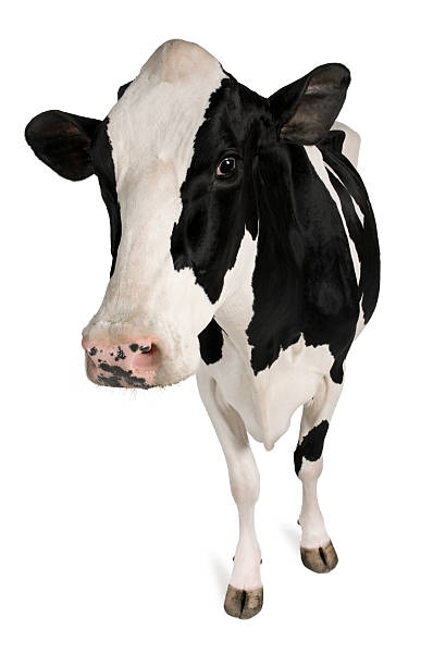 vista frontale di mucca holstein, 5 anni, in piedi. - vacca frisona foto e immagini stock