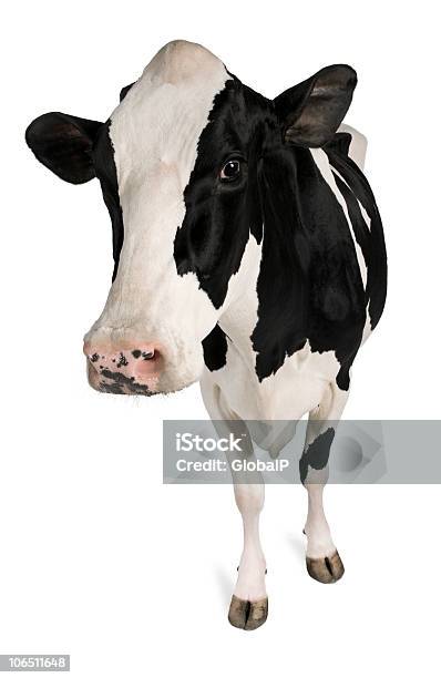 Vista Frontal De Uma Vaca Holstein 5 Anos De Idade De Pé - Fotografias de stock e mais imagens de Gado doméstico