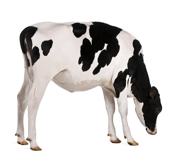 istock Holstein cow, 13 months old, standing and looking down. 106511653