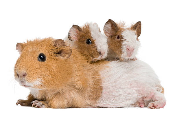 istock Mother Guinea Pig and her two babies. 106511657