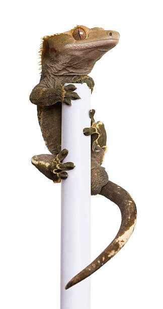 istock New Caledonian Crested Gecko climbing white pole. 106511665