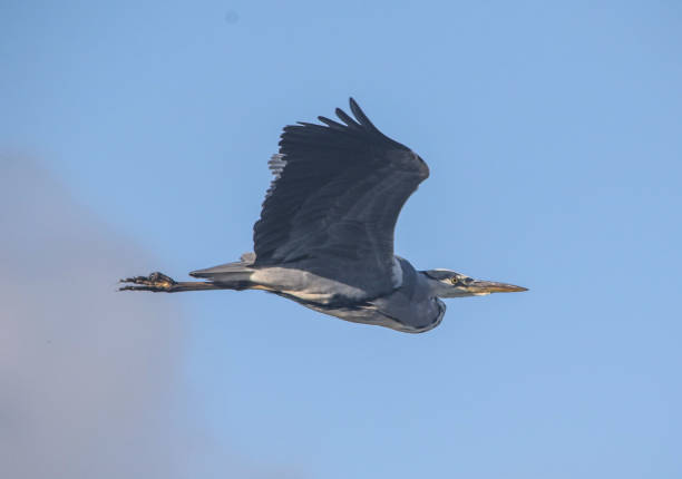 istock Heron at Farlington Marshes Portsmouth 1065117108