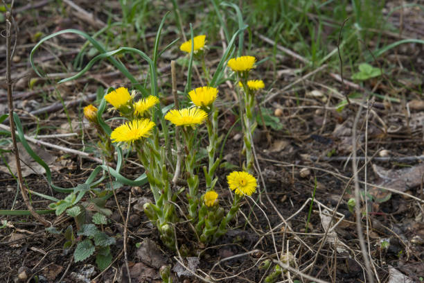 istock Foalfoot. Tussilago farfara on black ground. 1065118558