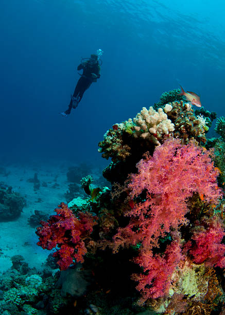 istock scuba diver and soft coral 106511871