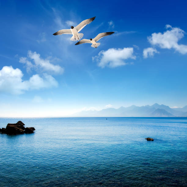 Seascape image with flying seagull and rocky shore over sunny sky in Antalya, Turkey