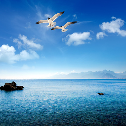 Seascape image with flying seagull and rocky shore over sunny sky in Antalya, Turkey