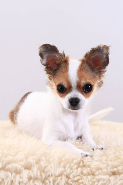 istock chihuahua is resting 1065119622