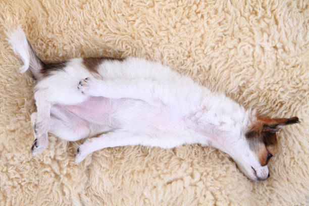 istock small chihuahua puppy is resting 1065119734