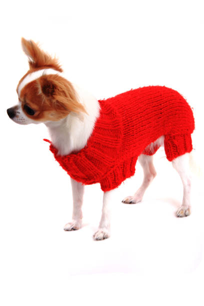 istock small chihuahua in the different clothes isolated 1065119886