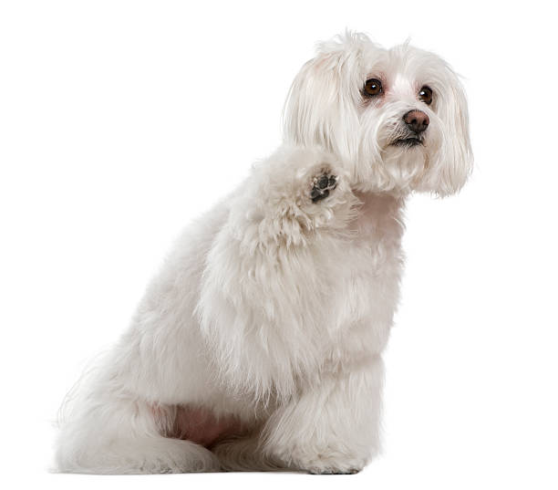 istock Side view of Maltese dog, sitting and looking up. 106511997
