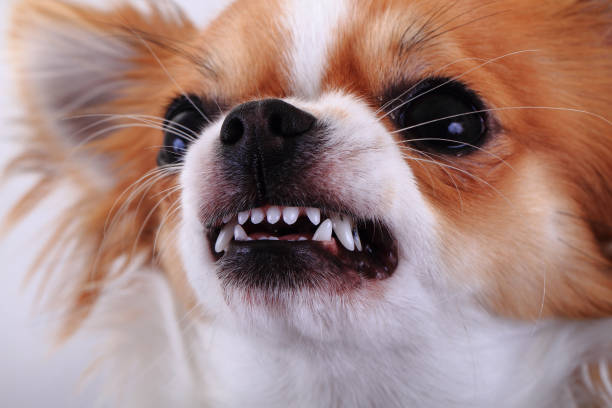 istock dangerous chihuahua face 1065119988