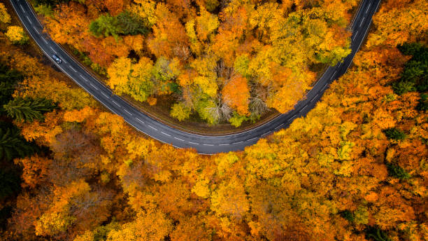istock Road through autumnal forest - aerial view 1065120196