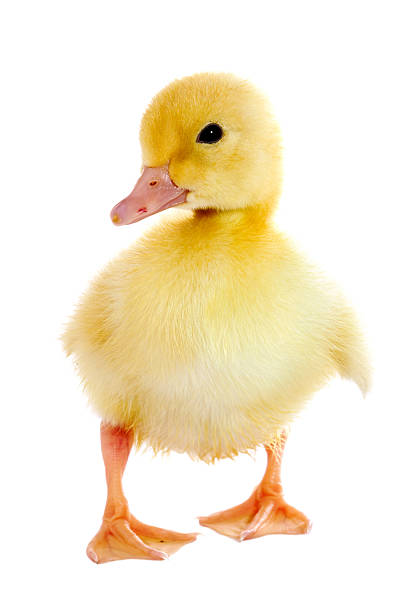 Duckling  2590 stock pictures, royalty-free photos & images