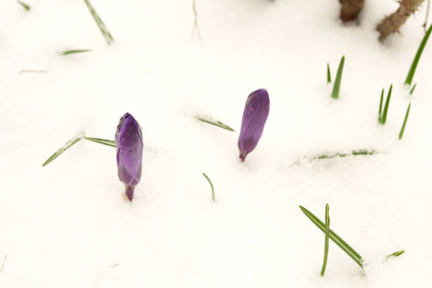 istock Purple crocuses under the snow. 1065121654