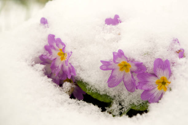 Purple primula under the snow.