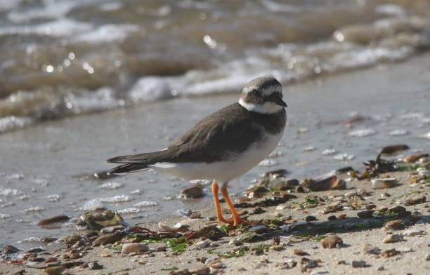 istock Ringed Plover at Hill Head Hampshire 1065122034