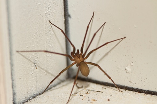 Small brown recluse spider climbing a wall.