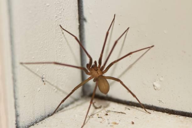 Brown Recluse Spider Small brown recluse spider climbing a wall. solitude stock pictures, royalty-free photos & images