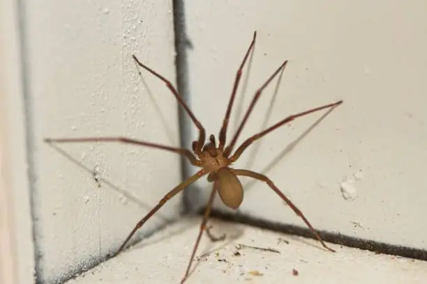 Photo of Brown Recluse Spider