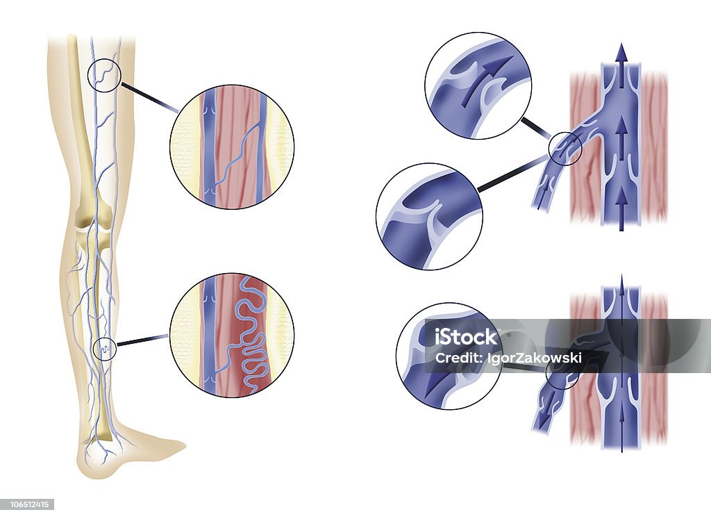 leg artery and aortic valves  Human Leg stock illustration