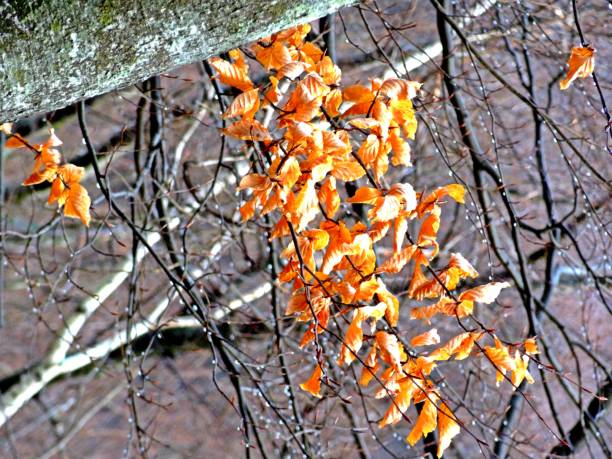 istock Orange autumn leaves 1065124236