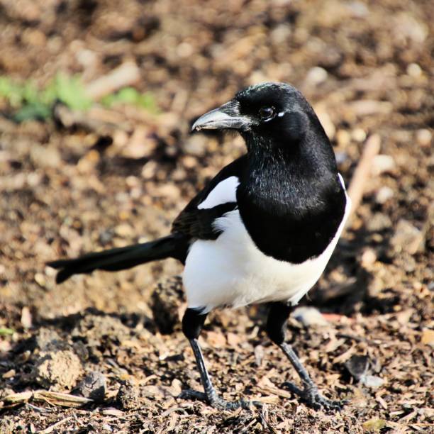 istock A close up of a Magpie 1065124508