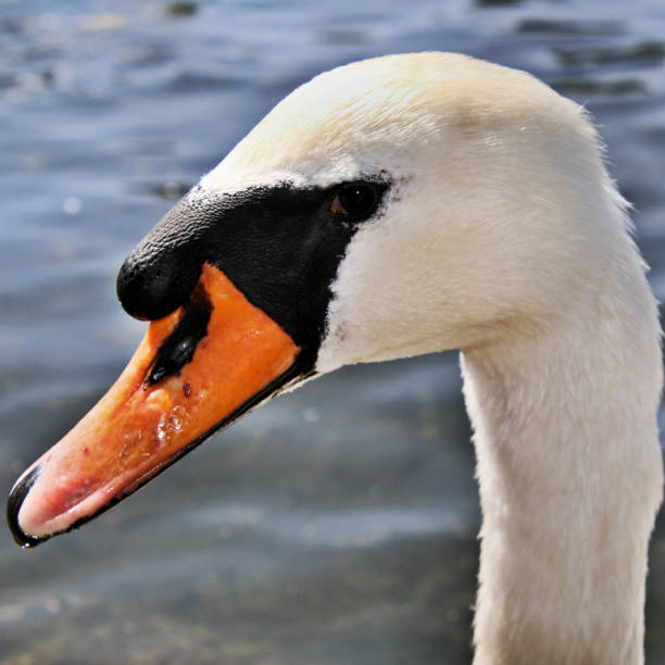 istock A picture of a Mute Swan 1065124542