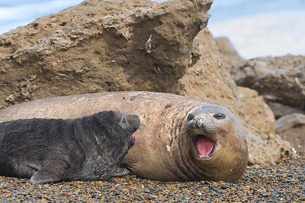 istock Mother and baby elephant seals. 106512629