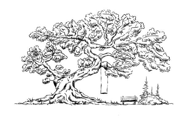 ilustraciones, imágenes clip art, dibujos animados e iconos de stock de gran árbol viejo - grass nature dry tall