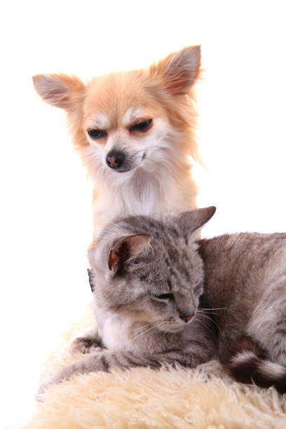 istock cat and chihuahua are resting 1065129536
