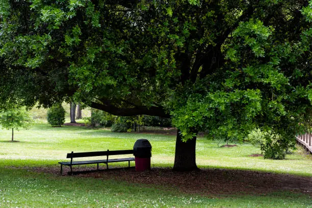 Closeup of bench under large tree shade during green spring in Alabama southern city during sunny day, trash can