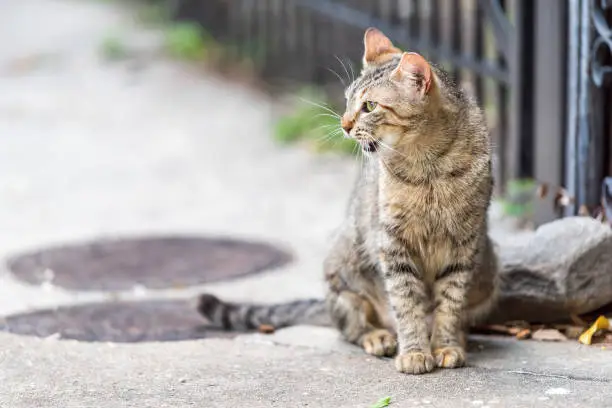 Stray tabby cat with green eyes sitting meowing, opened, opening mouth on sidewalk streets in New Orleans, Louisiana by fence