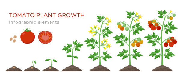 wzrost pomidorów etapy infograficzne elementy w płaskiej konstrukcji. proces sadzenia pomidorów z nasion kiełkować do dojrzałych vegetableisolated na białym tle, ilustracja wektorowa - cherry tomato obrazy stock illustrations