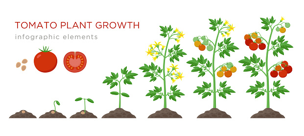 Tomato plant growth stages infographic elements in flat design. Planting process of tomato from seeds sprout to ripe vegetable, plant life cycle isolated on white background, stock vector illustration