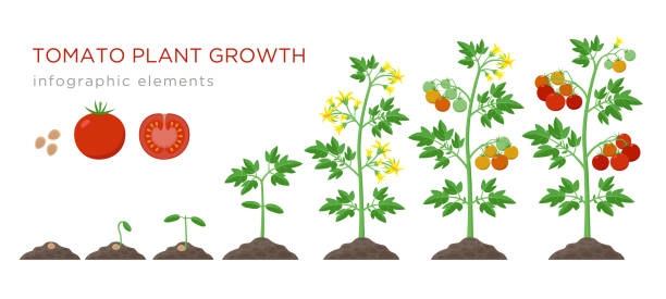 Tomato plant growth stages infographic elements in flat design. Planting process of tomato from seeds sprout to ripe vegetableisolated on white background, vector illustration Tomato plant growth stages infographic elements in flat design. Planting process of tomato from seeds sprout to ripe vegetable, plant life cycle isolated on white background, stock vector illustration cultivated illustrations stock illustrations