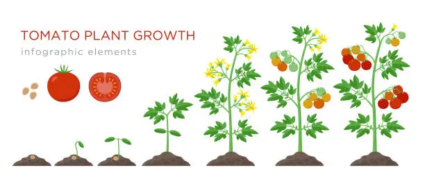 Vector illustration of Tomato plant growth stages infographic elements in flat design. Planting process of tomato from seeds sprout to ripe vegetableisolated on white background, vector illustration
