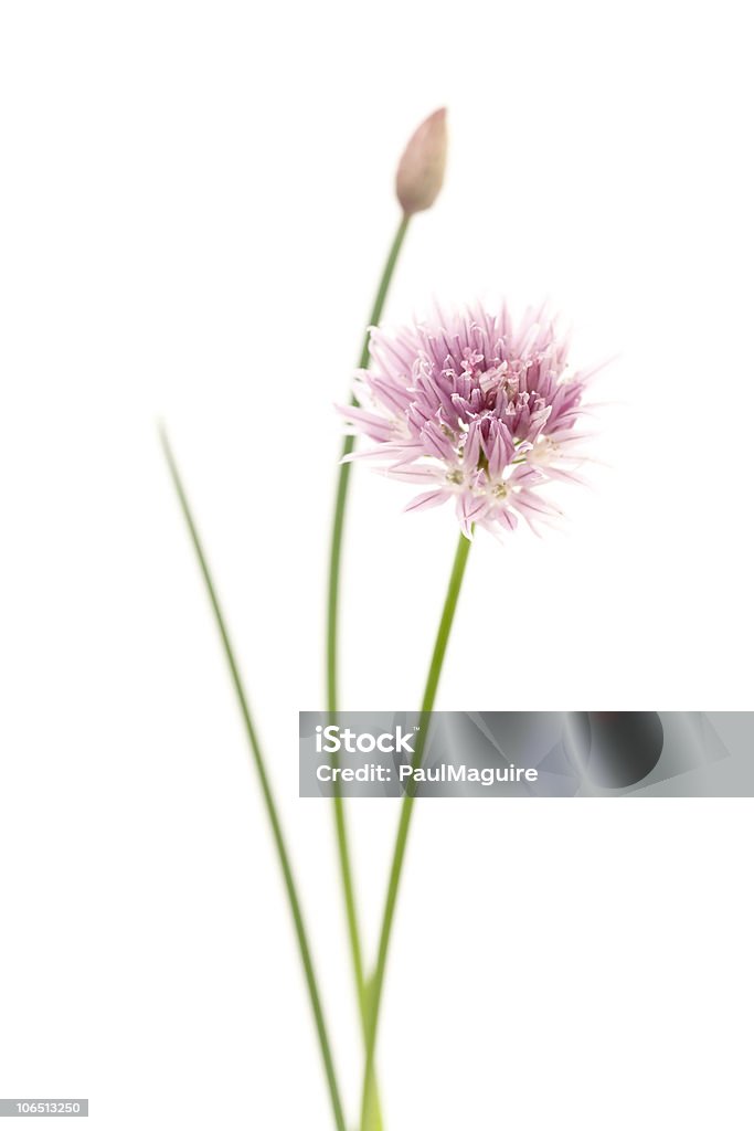 チャイブ - チャイブの花のロイヤリティフリーストックフォト