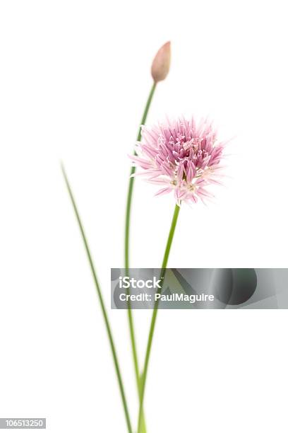 チャイブ - チャイブの花のストックフォトや画像を多数ご用意 - チャイブの花, 白背景, アリウム