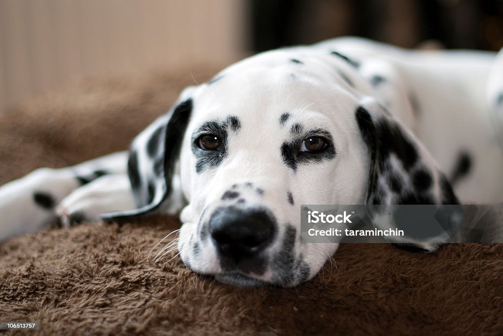 Dálmata cachorro - Foto de stock de Dálmata libre de derechos