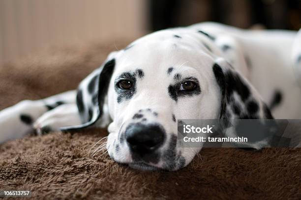 Dálmata Cachorro Foto de stock y más banco de imágenes de Dálmata - Dálmata, Cachorro - Perro, Con lunares