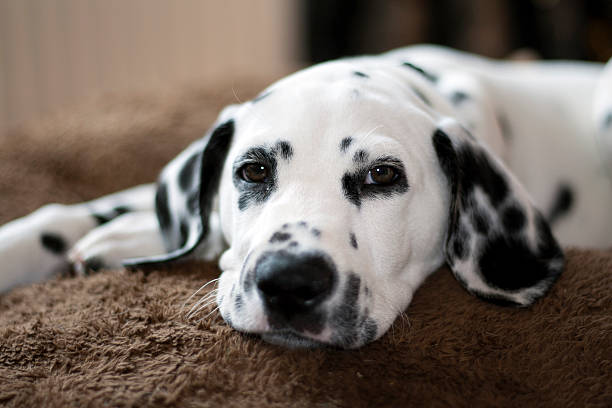 Dalmatian puppy lying down on brown carpet Dalmatian puppy 13 weeks old dalmatian dog photos stock pictures, royalty-free photos & images