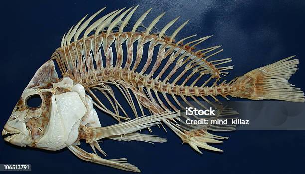 시프 고기잡이 동물의 뼈대에 대한 스톡 사진 및 기타 이미지 - 동물의 뼈대, 물고기, 0명