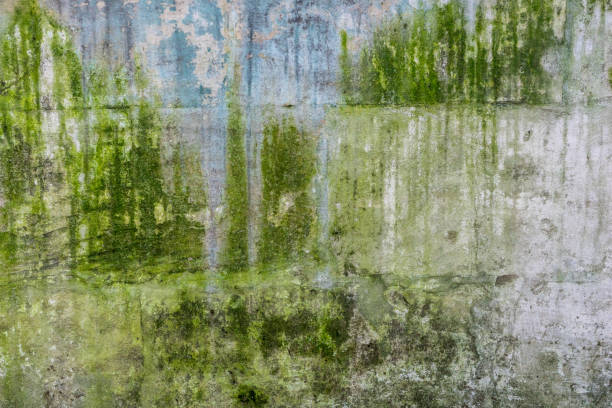 istock Texture of old concrete wall covered with green moss 1065141264