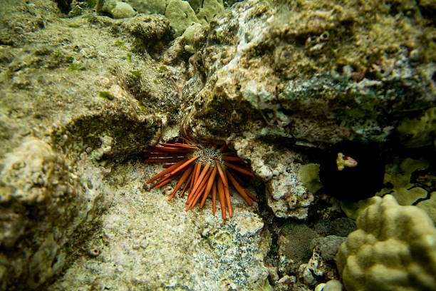 istock Coral Reef with Hiding Sea Urchin 106514240