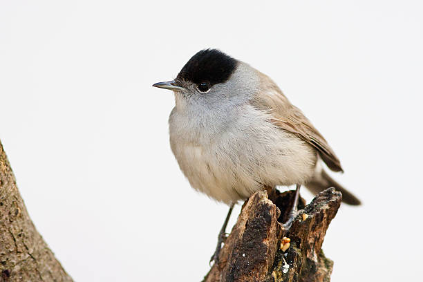 istock Blackcap Male Perched on Branch High Key 106514589